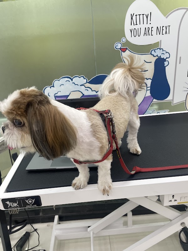 Zigly - Vet Clinic, Pet Grooming & Pet Products | HSR Layout